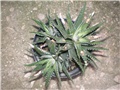 Haworthia